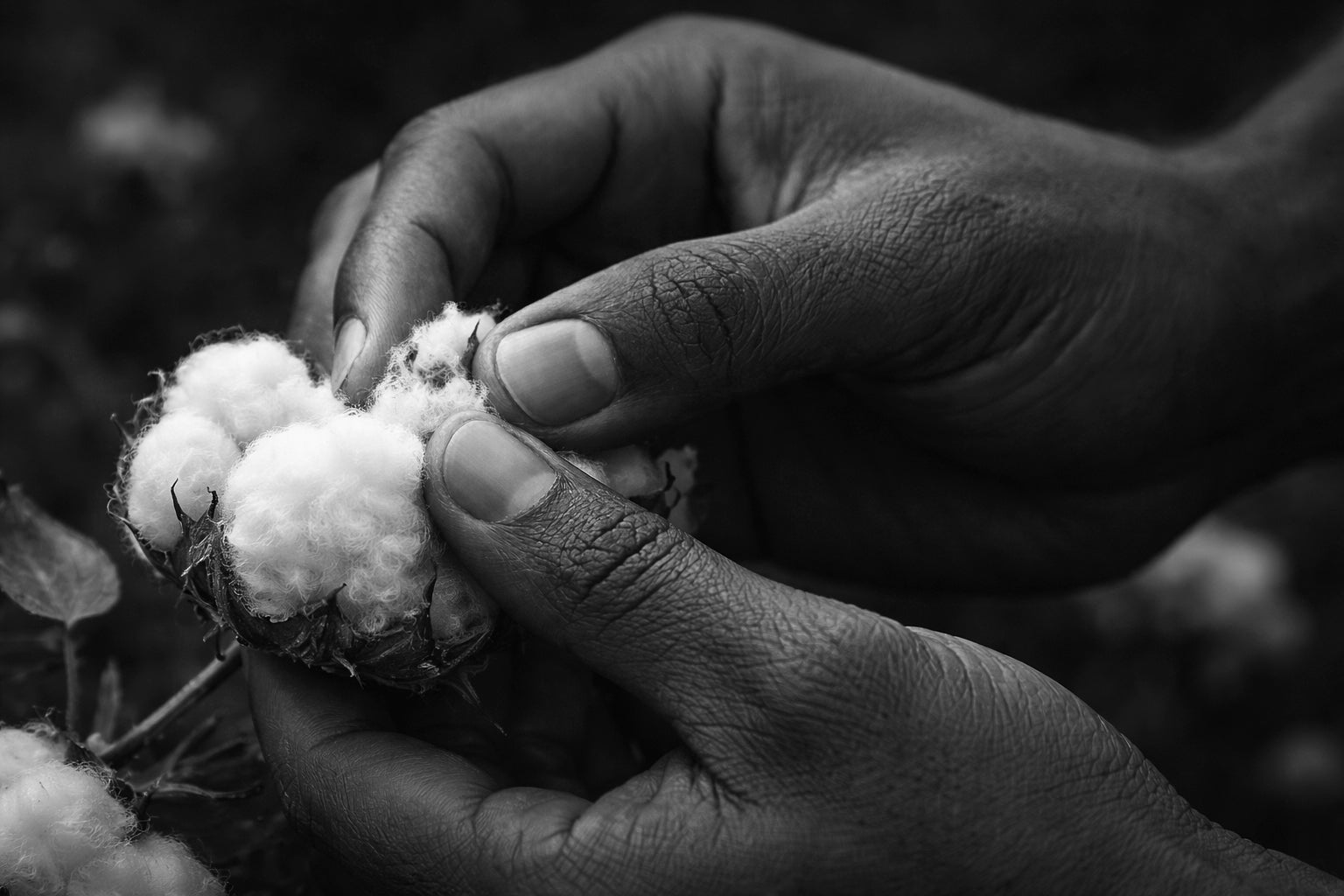 Handgepflückte, ägyptische Giza 70 Baumwolle. Premium Handtuchsets in der Tiamont Online Boutique für edles Baddesign.